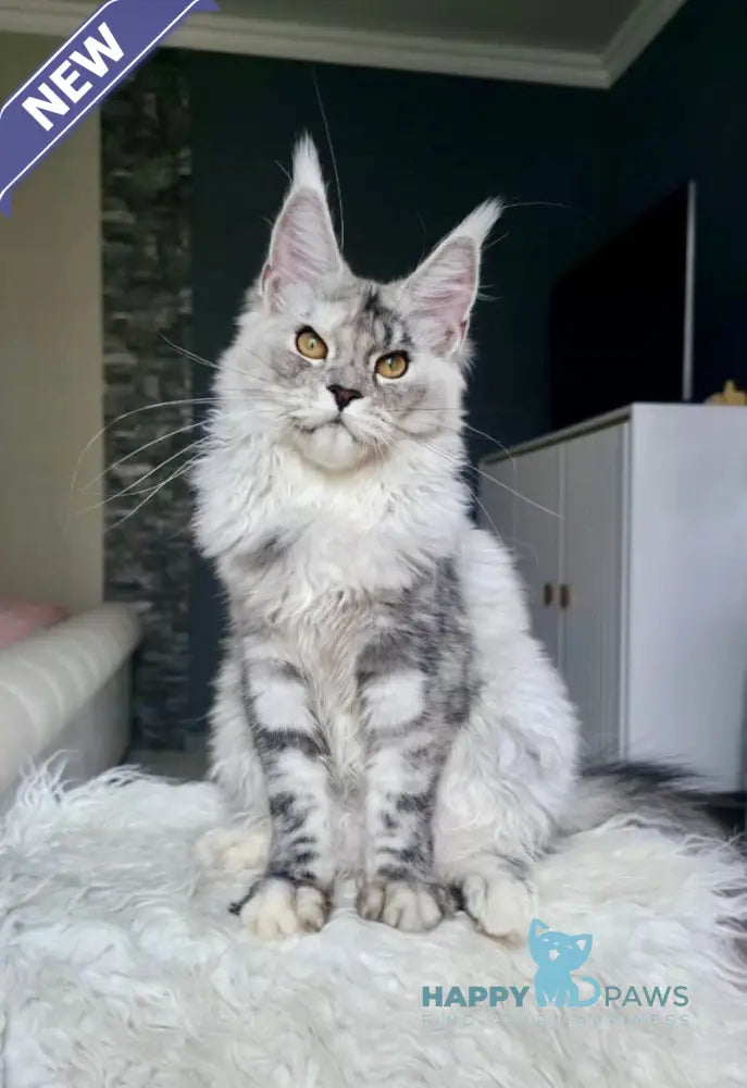 Yvela Maine Coon female black tortie blue tabby live animals