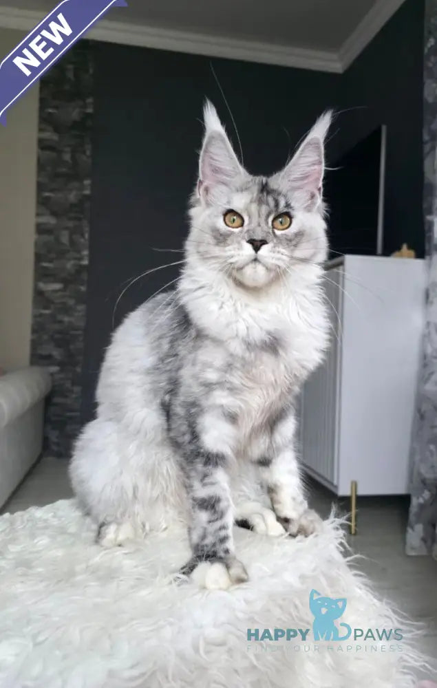 Yvela Maine Coon female black tortie blue tabby live animals