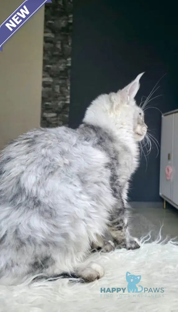 Yvela Maine Coon female black tortie blue tabby live animals