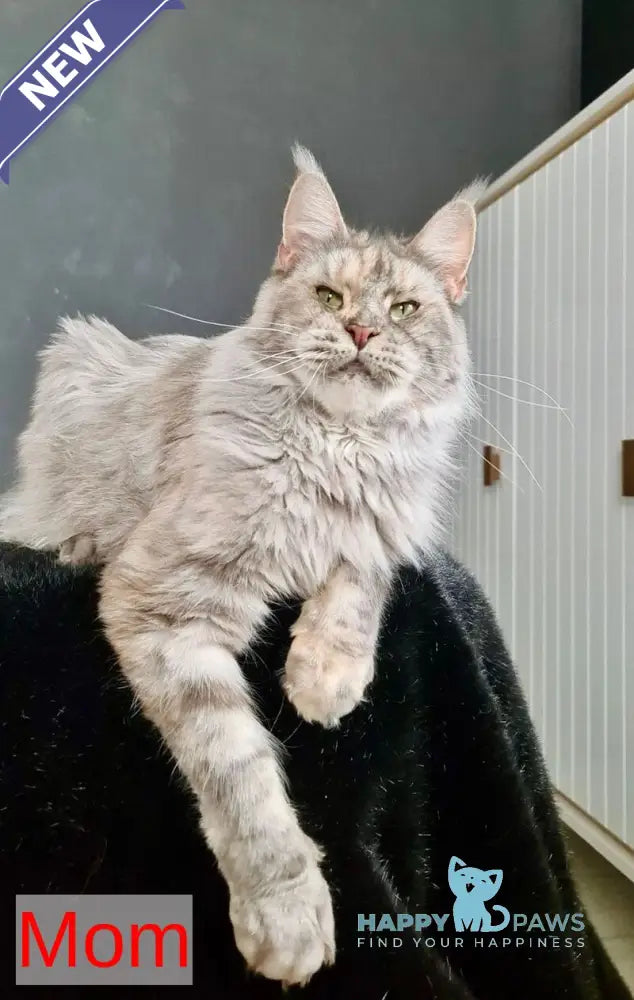 Yvela Maine Coon female black tortie blue tabby live animals