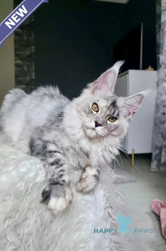 Yvela Maine Coon female black tortie blue tabby live animals