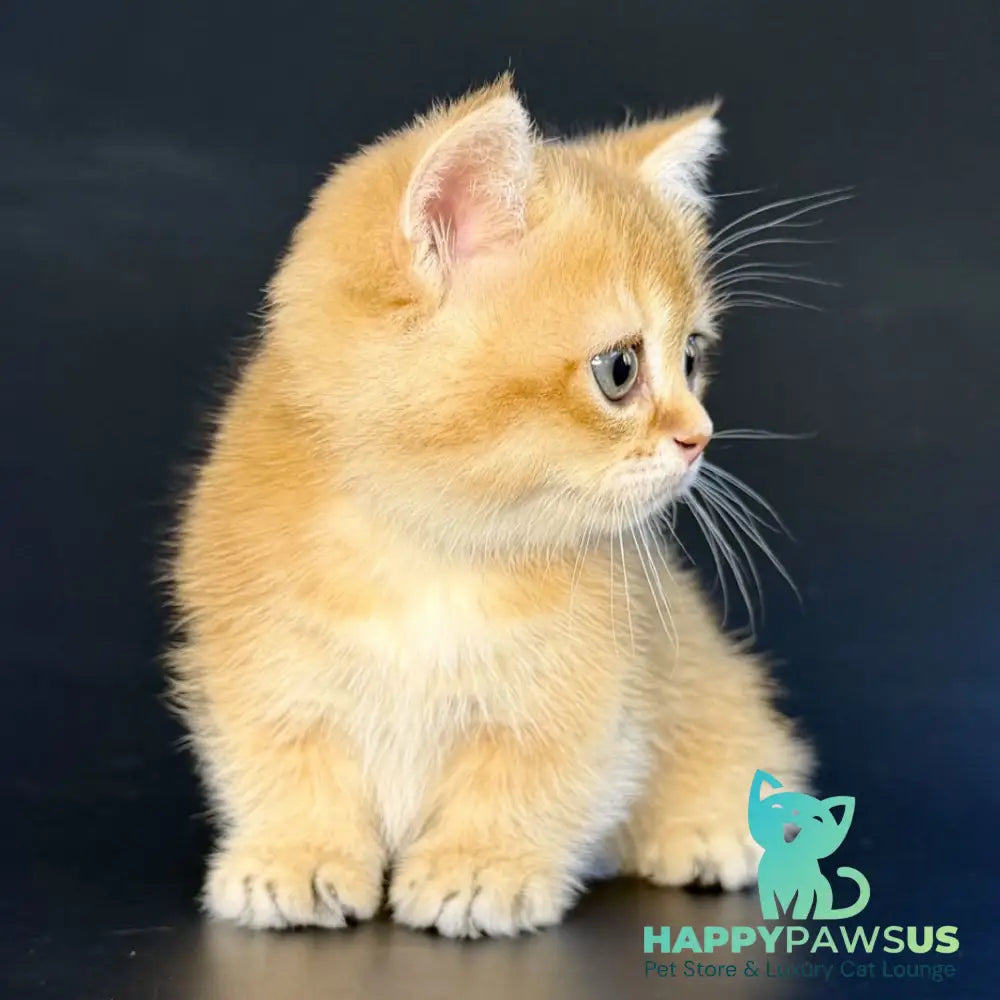 Yven Munchkin male black golden shaded - live animals
