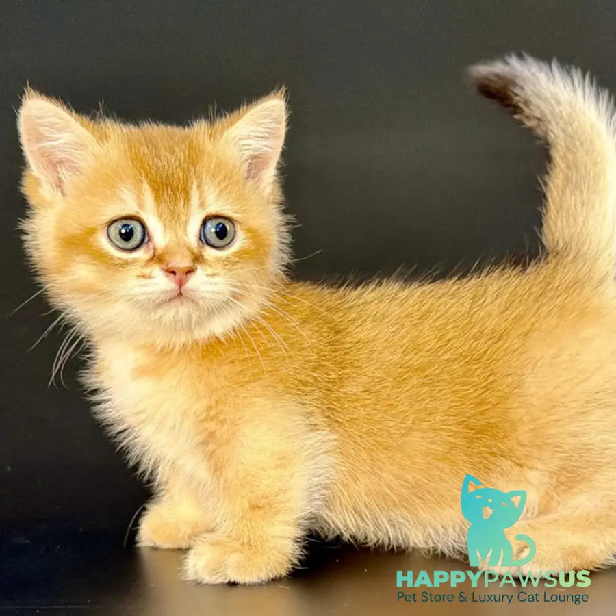 Yven Munchkin male black golden shaded - live animals