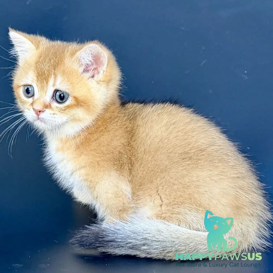 Yven Munchkin male black golden shaded - live animals