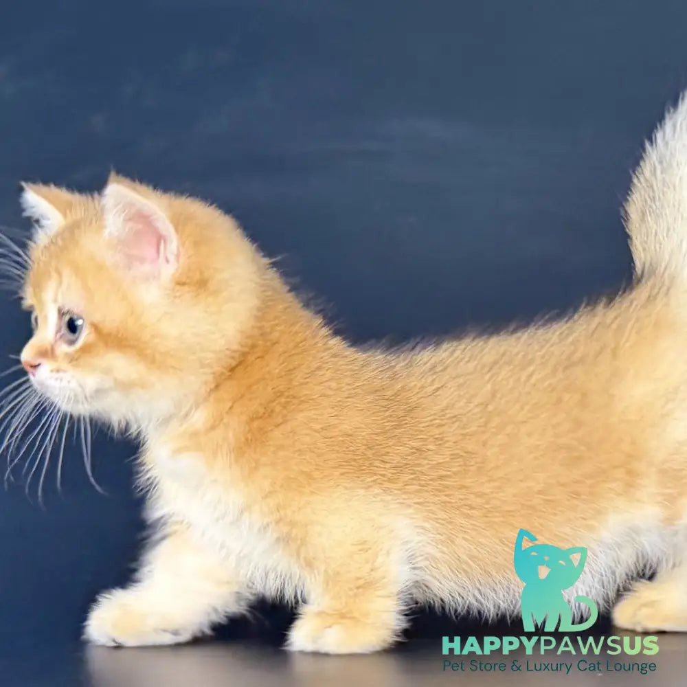 Yven Munchkin male black golden shaded - live animals