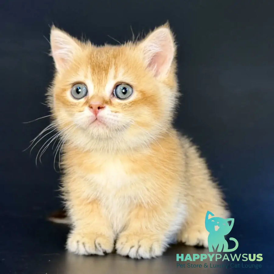 Yven Munchkin male black golden shaded - live animals