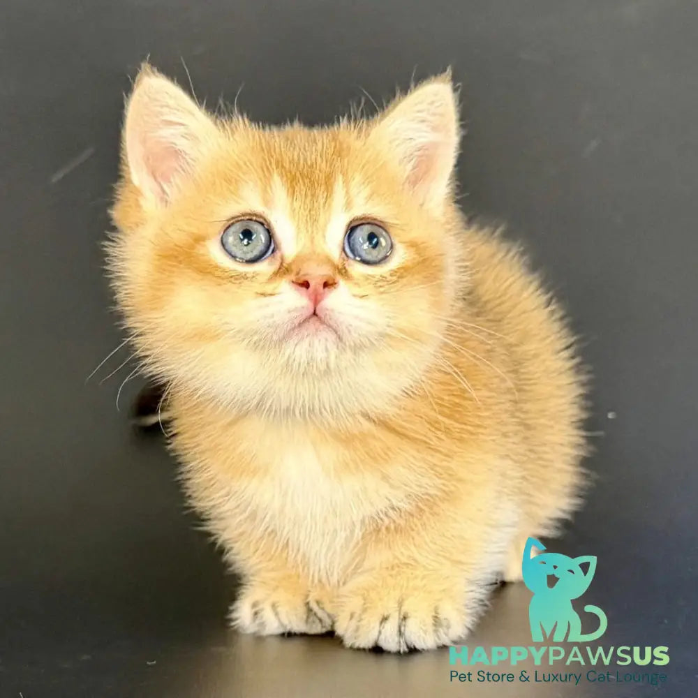 Yven Munchkin male black golden shaded - live animals