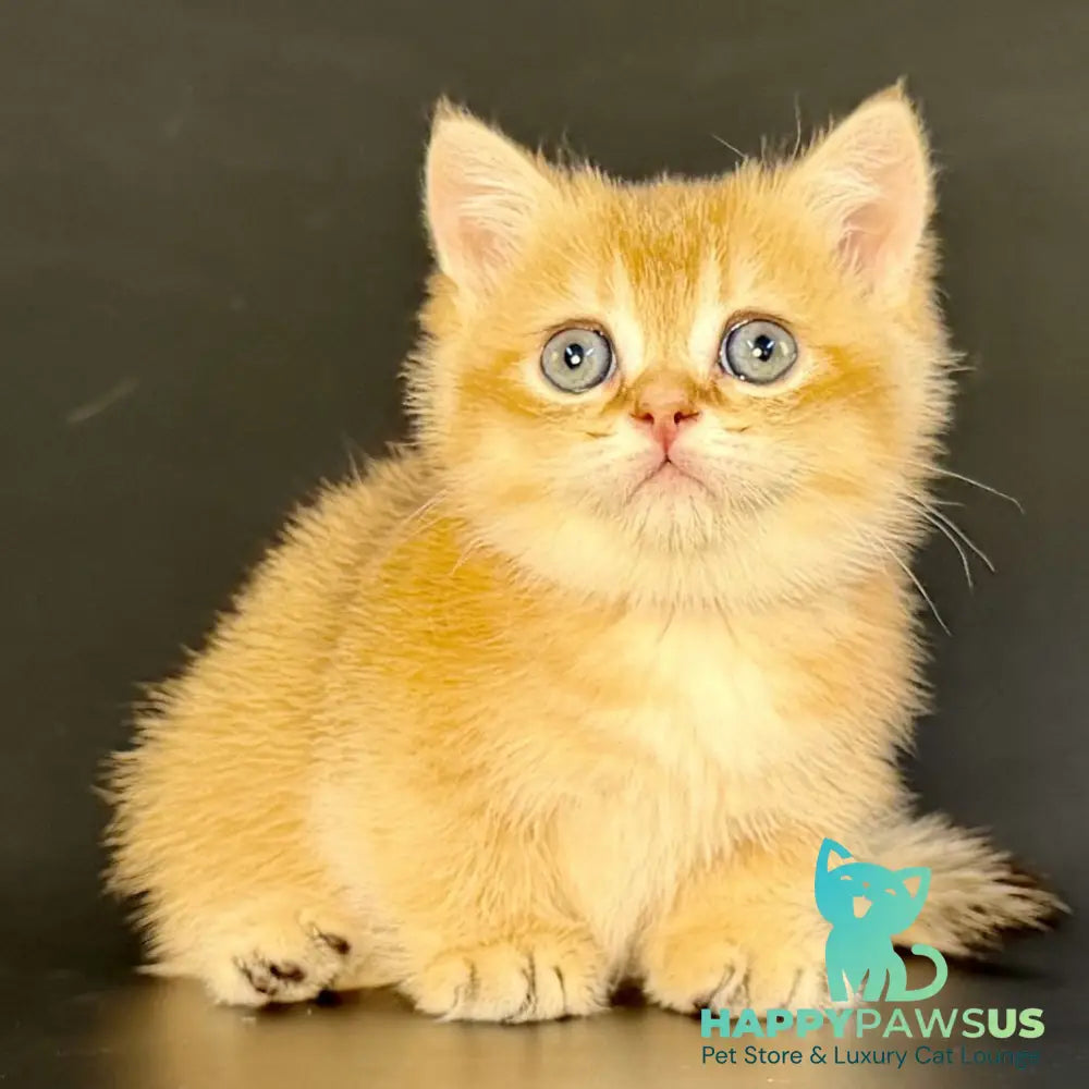 Yven Munchkin male black golden shaded - live animals