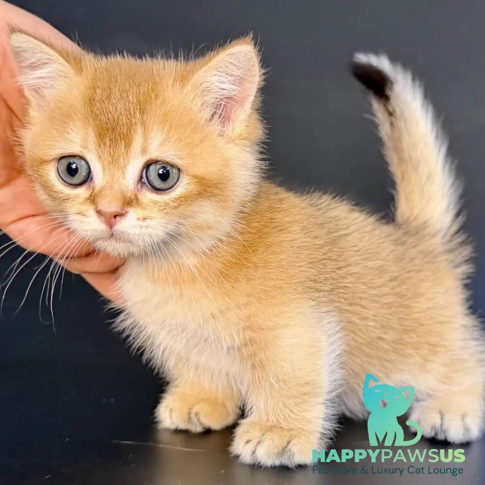 Yven Munchkin male black golden shaded - live animals