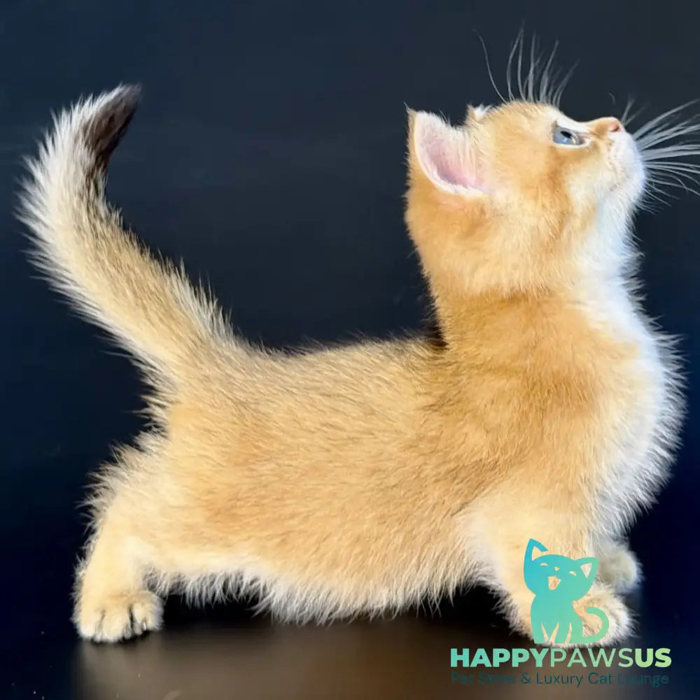 Yven Munchkin male black golden shaded - live animals