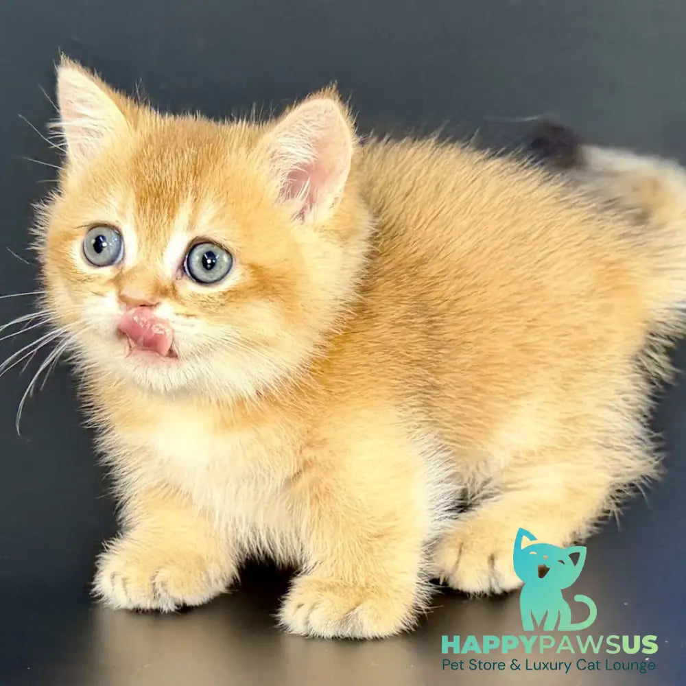 Yven Munchkin male black golden shaded - live animals