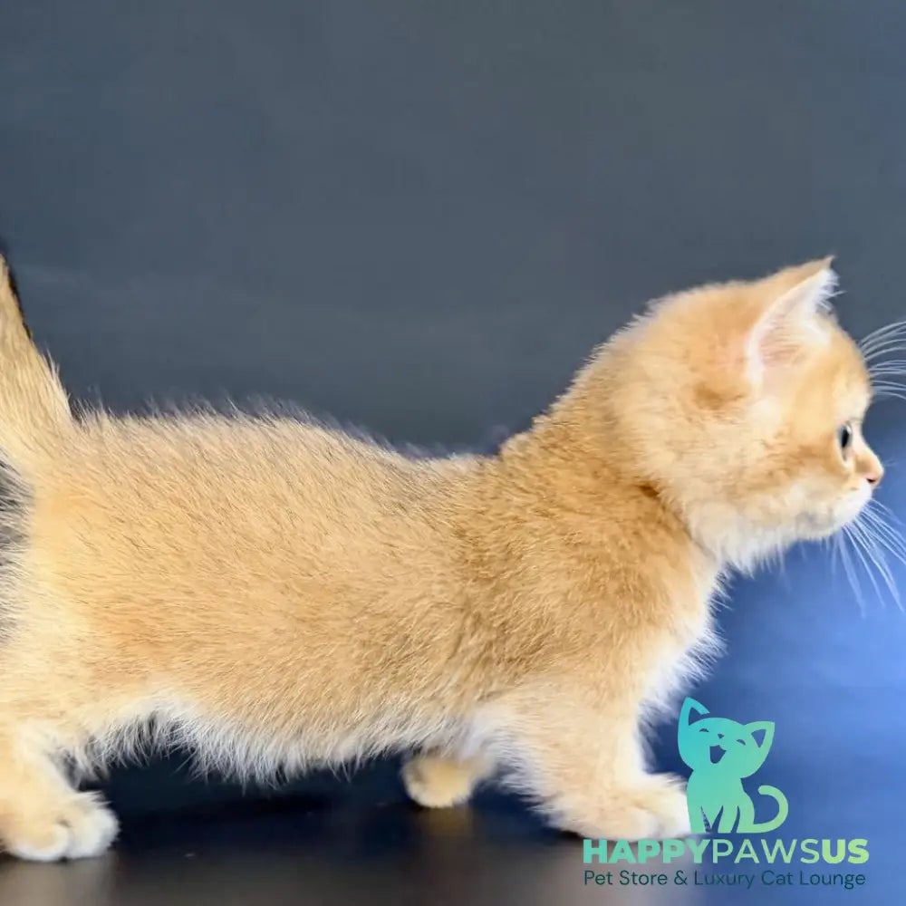 Yven Munchkin male black golden shaded - live animals