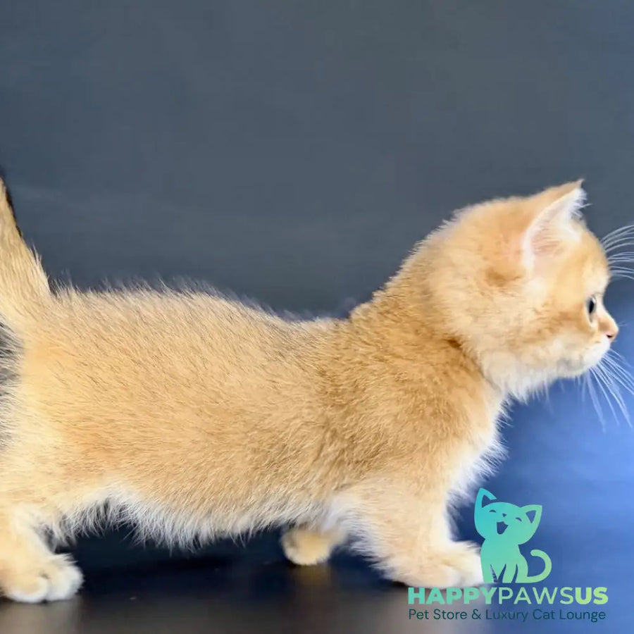 Yven Munchkin male black golden shaded - live animals