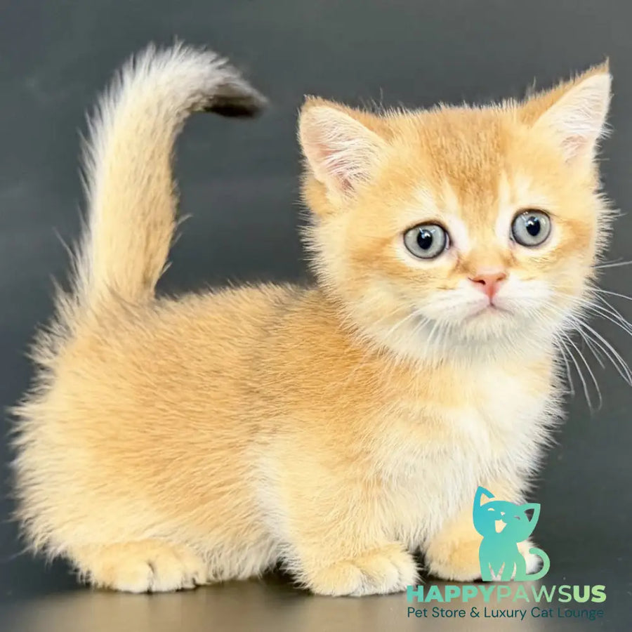 Yven Munchkin male black golden shaded - live animals