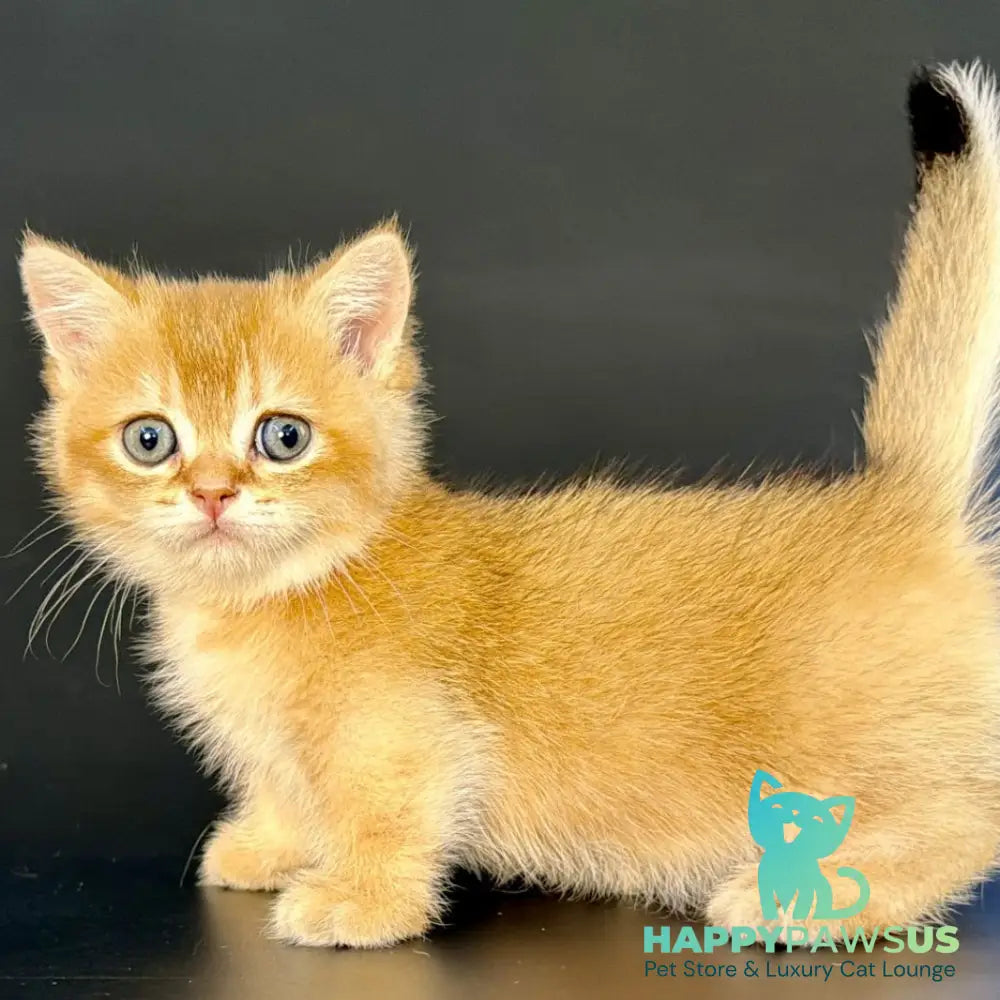 Yven Munchkin male black golden shaded - live animals