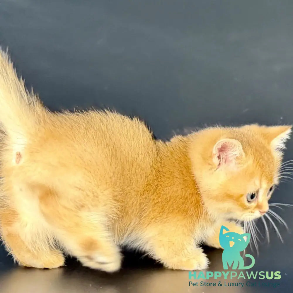 Yven Munchkin male black golden shaded - live animals