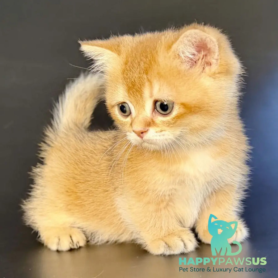 Yven Munchkin male black golden shaded - live animals