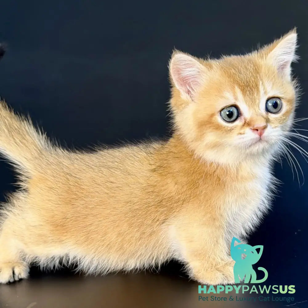 Yven Munchkin male black golden shaded - live animals
