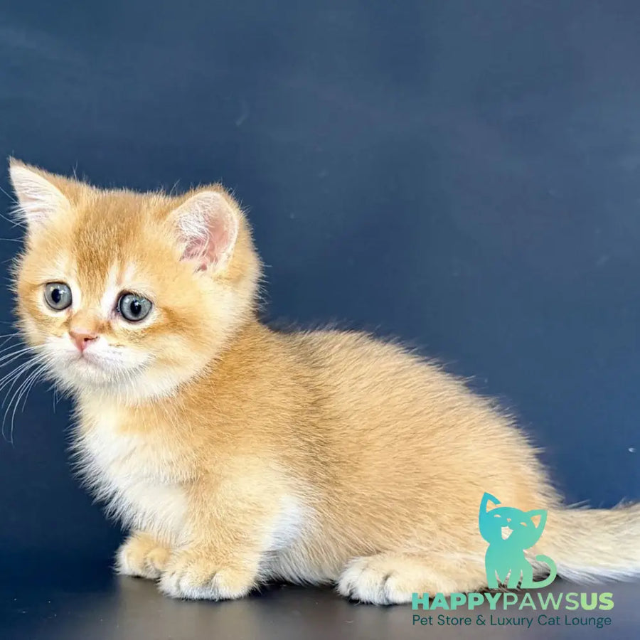 Yven Munchkin male black golden shaded - live animals