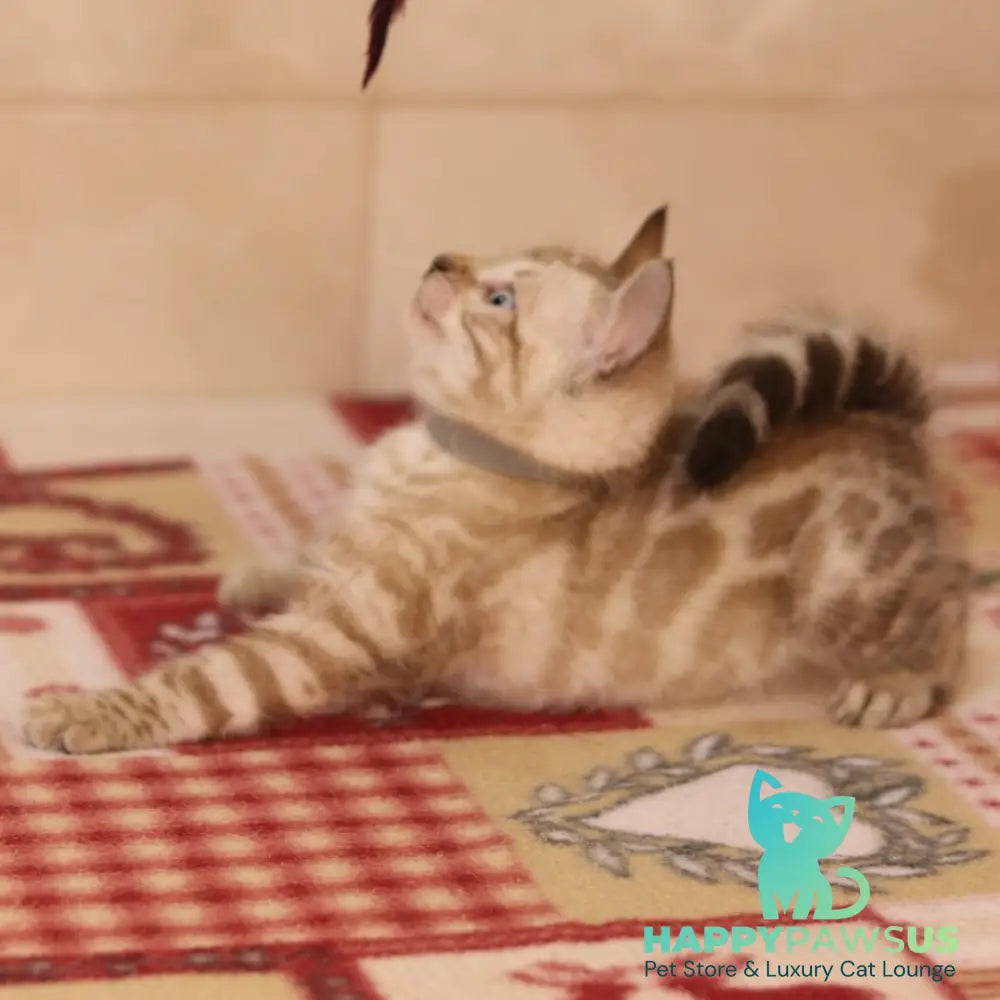 Yves Bengal male seal spotted tabby pointed - live animals