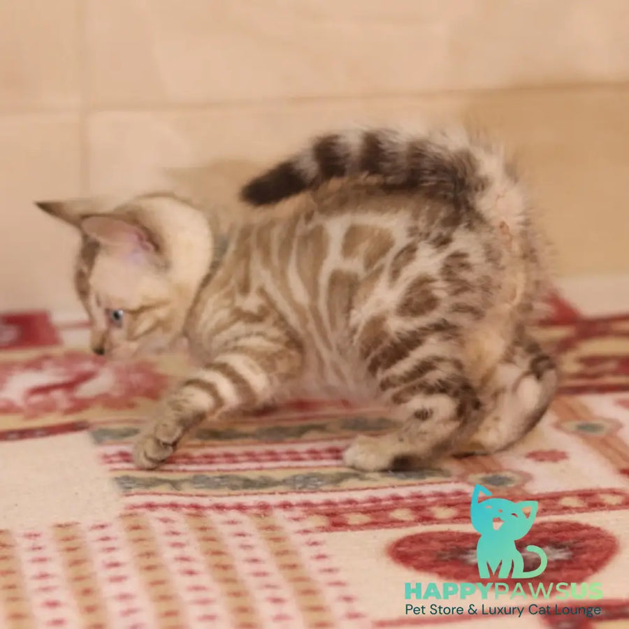 Yves Bengal male seal spotted tabby pointed - live animals