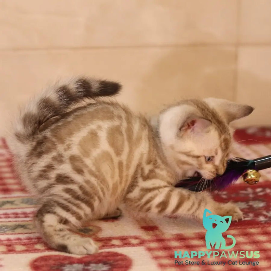 Yves Bengal male seal spotted tabby pointed - live animals