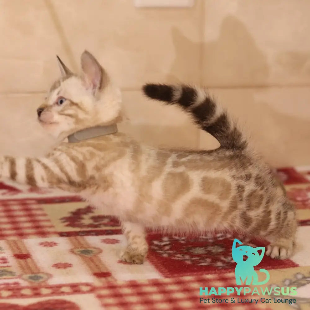Yves Bengal male seal spotted tabby pointed - live animals