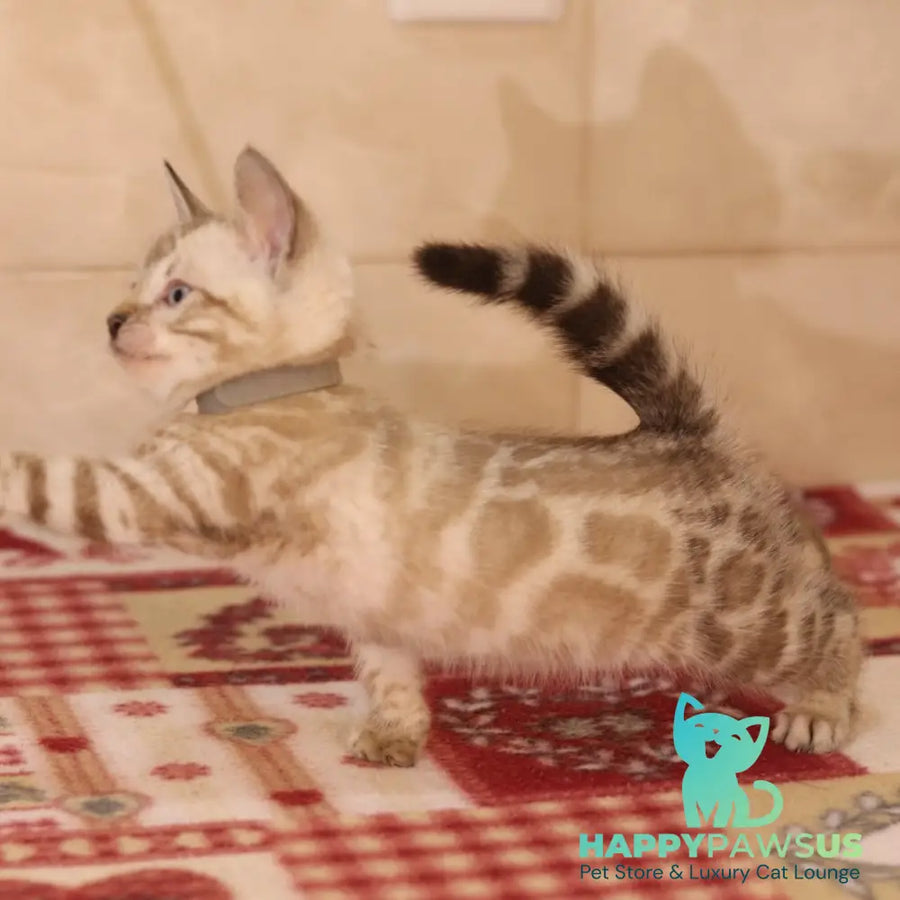 Yves Bengal male seal spotted tabby pointed - live animals