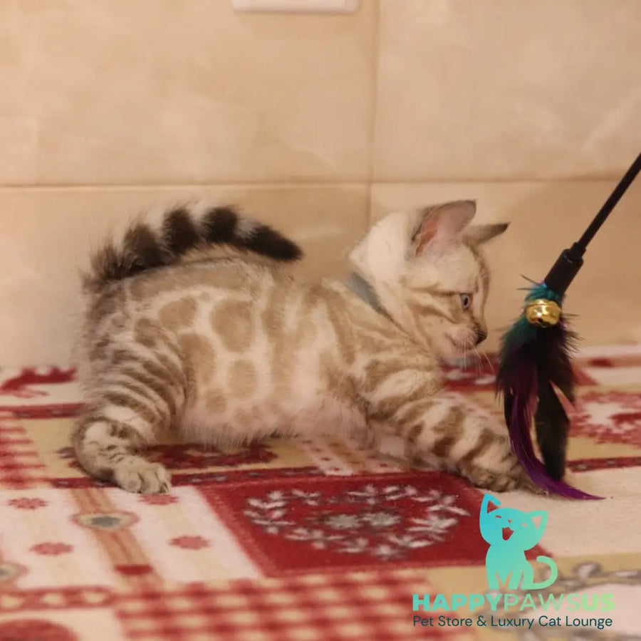 Yves Bengal male seal spotted tabby pointed - live animals