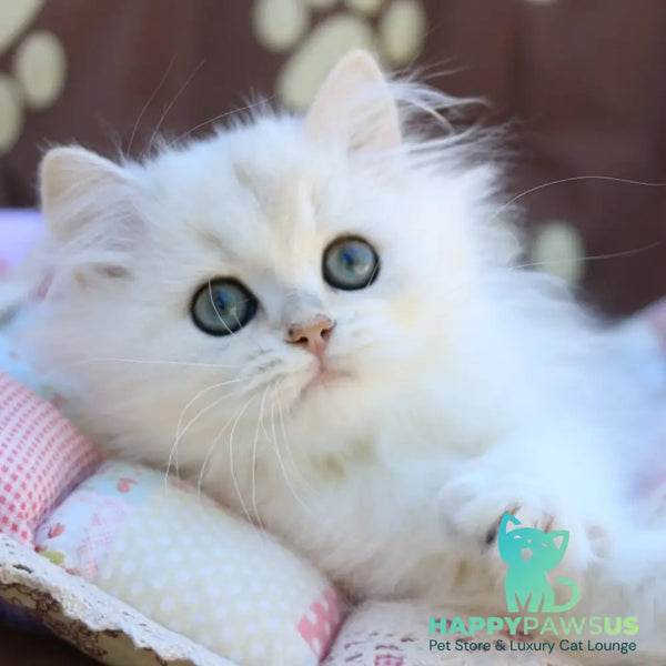 Yves British Longhair male black silver chinchilla - live animals