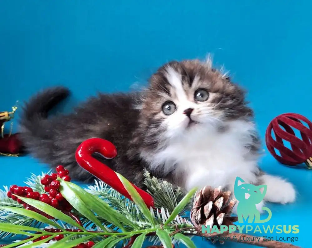 Yves Saint Lauren Scottish Fold male black tabby bicolour live animals