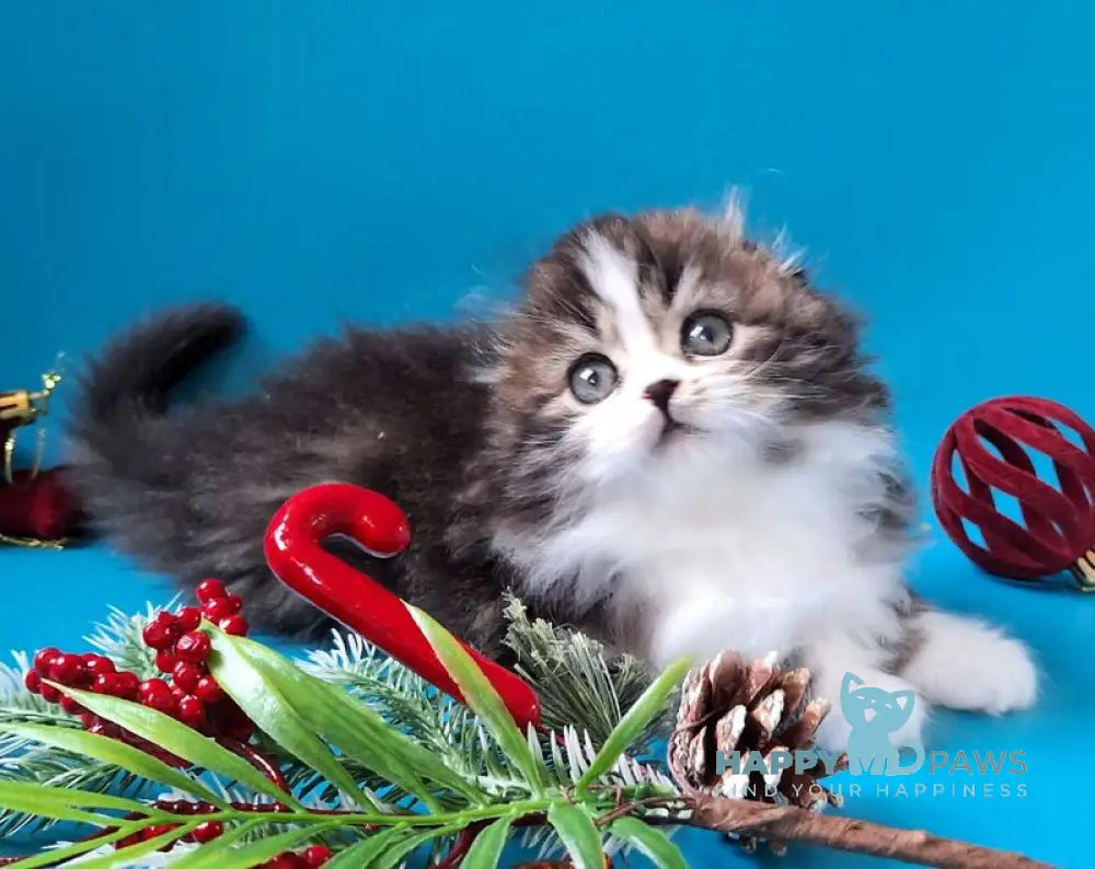 Yves Saint Lauren Scottish Fold male black tabby bicolour live animals