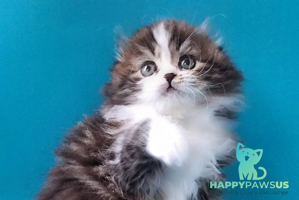 Yves Saint Lauren Scottish Fold male black tabby bicolour live animals