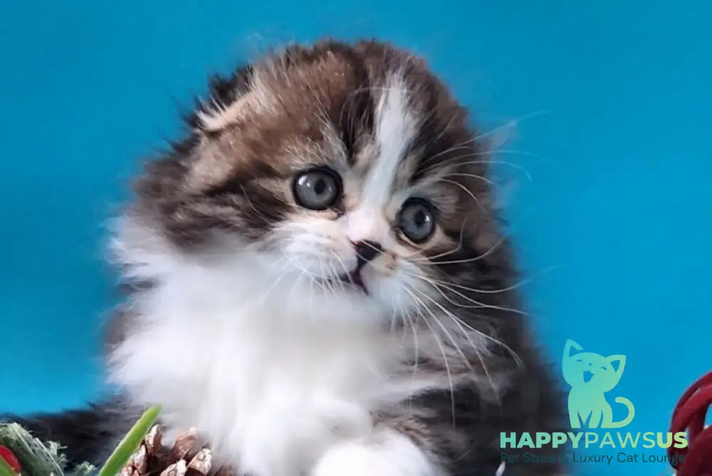 Yves Saint Lauren Scottish Fold male black tabby bicolour live animals