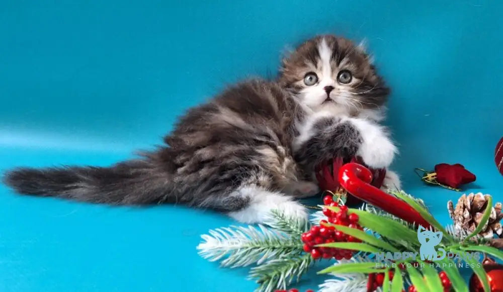 Yves Saint Lauren Scottish Fold male black tabby bicolour live animals