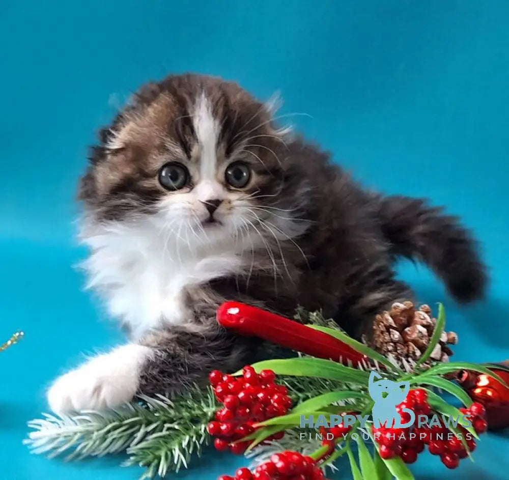 Yves Saint Lauren Scottish Fold male black tabby bicolour live animals