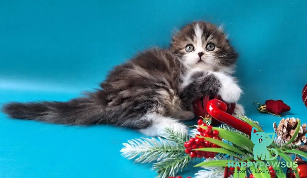 Yves Saint Lauren Scottish Fold male black tabby bicolour live animals