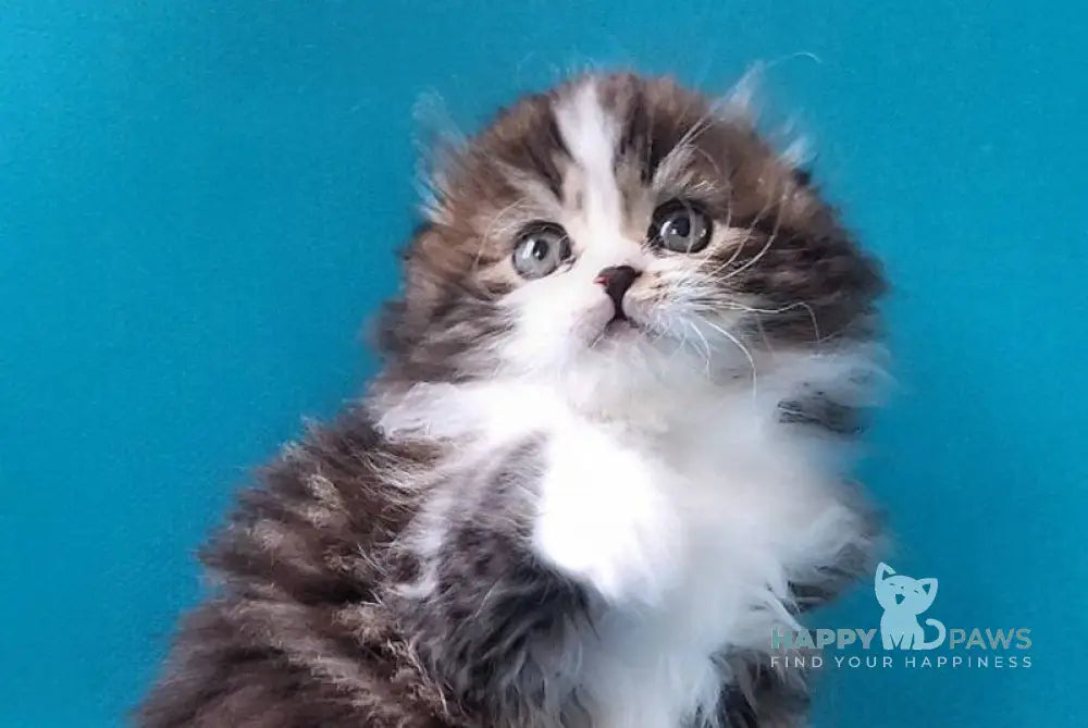 Yves Saint Lauren Scottish Fold male black tabby bicolour live animals