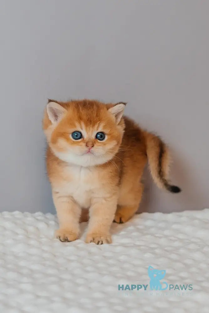 Yves Saint Laurent Scottish Straight male black golden ticked tabby live animals