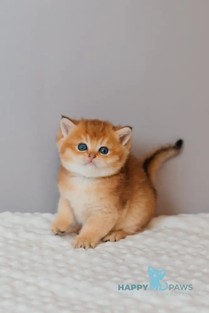 Yves Saint Laurent Scottish Straight male black golden ticked tabby live animals