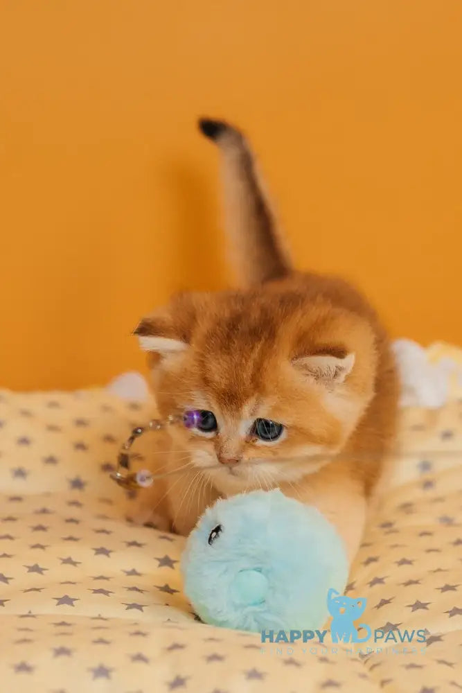 Yves Saint Laurent Scottish Straight male black golden ticked tabby live animals