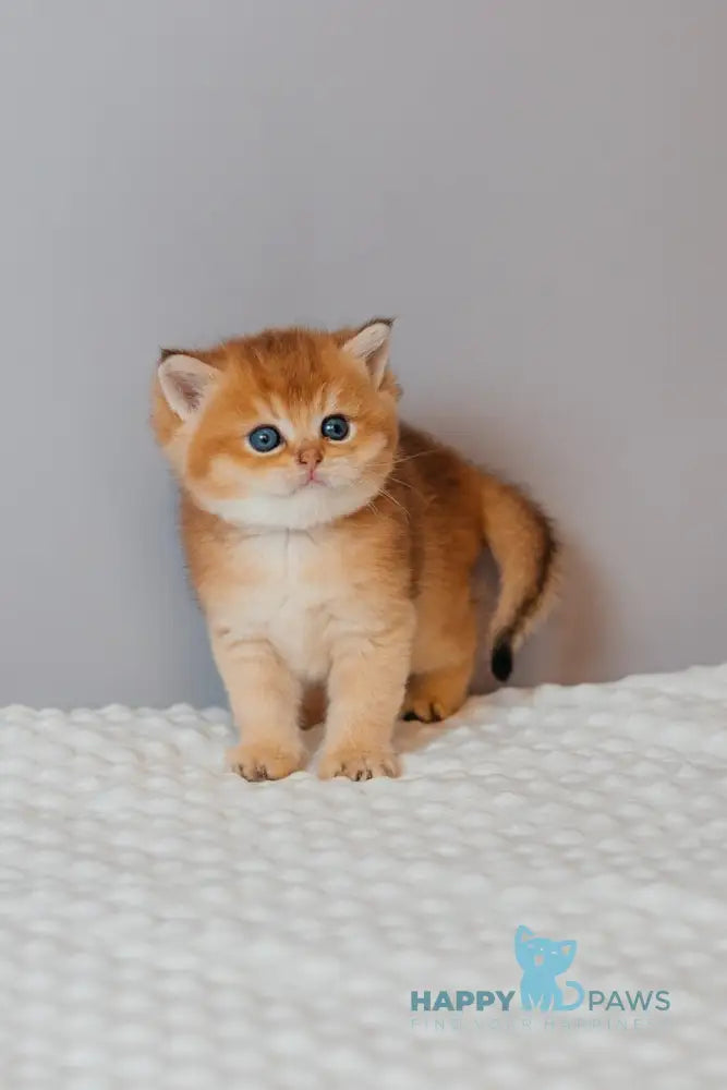 Yves Saint Laurent Scottish Straight male black golden ticked tabby live animals