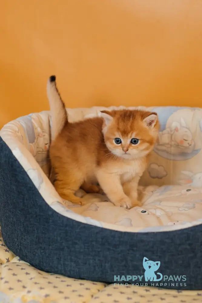 Yves Saint Laurent Scottish Straight male black golden ticked tabby live animals