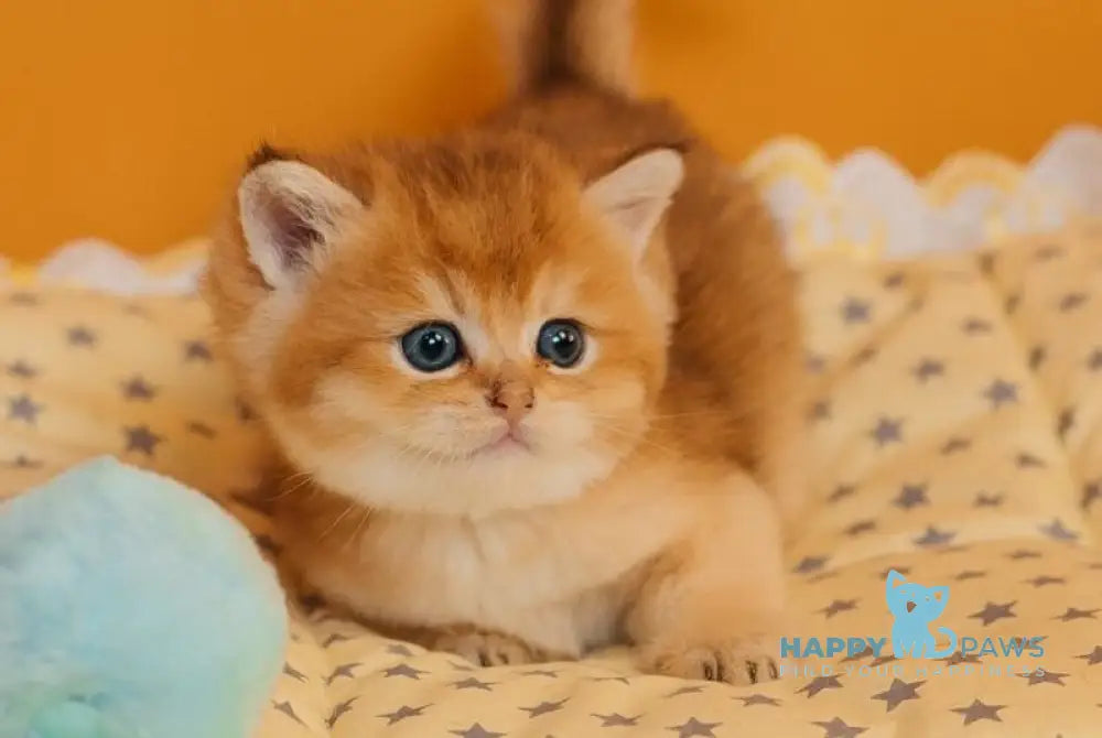 Yves Saint Laurent Scottish Straight male black golden ticked tabby live animals