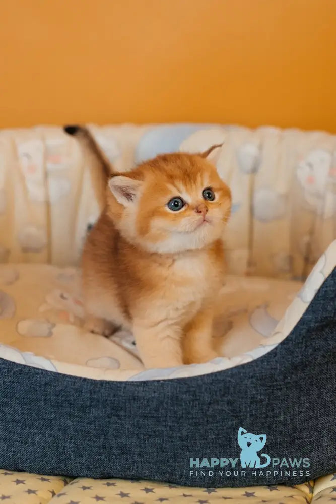 Yves Saint Laurent Scottish Straight male black golden ticked tabby live animals