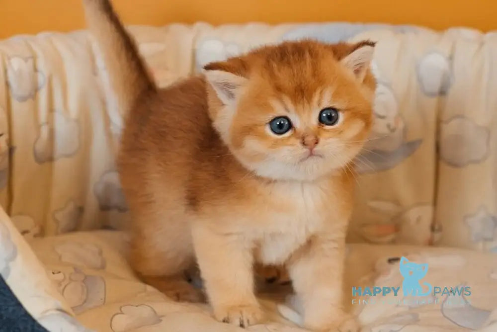 Yves Saint Laurent Scottish Straight male black golden ticked tabby live animals