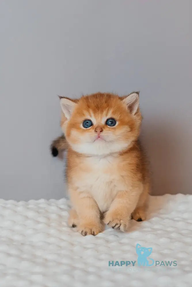 Yves Saint Laurent Scottish Straight male black golden ticked tabby live animals