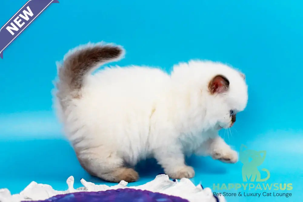 Yvette British Longhair male chocolate pointed - live animals