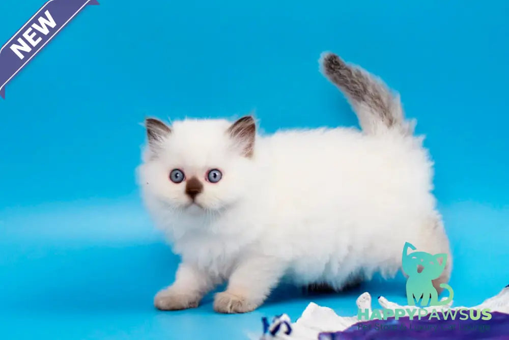 Yvette British Longhair male chocolate pointed - live animals