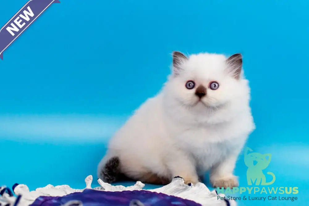 Yvette British Longhair male chocolate pointed - live animals